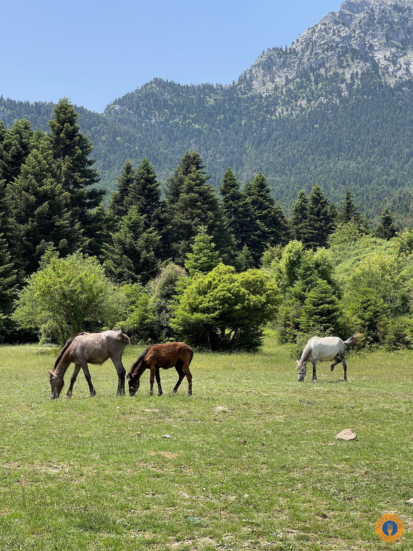 Βόλτα με άλογα στο δάσος