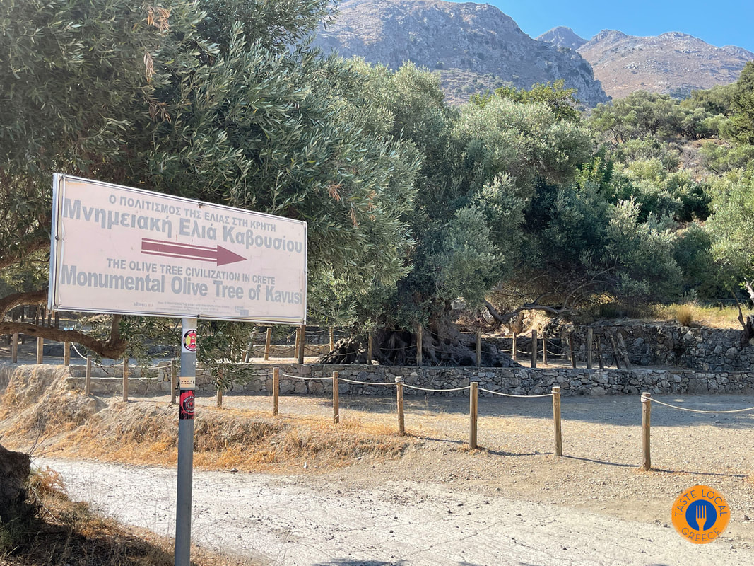 αρχαία ελιά Καβούσι