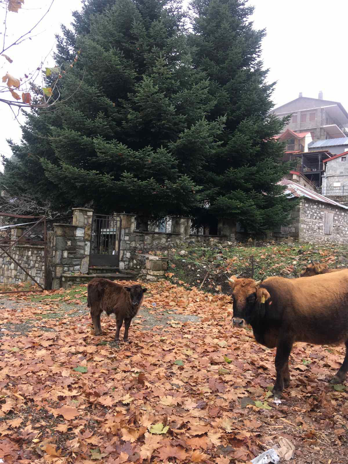 στην Σαμαρίνα το βλαχοχώρι της Πίνδου