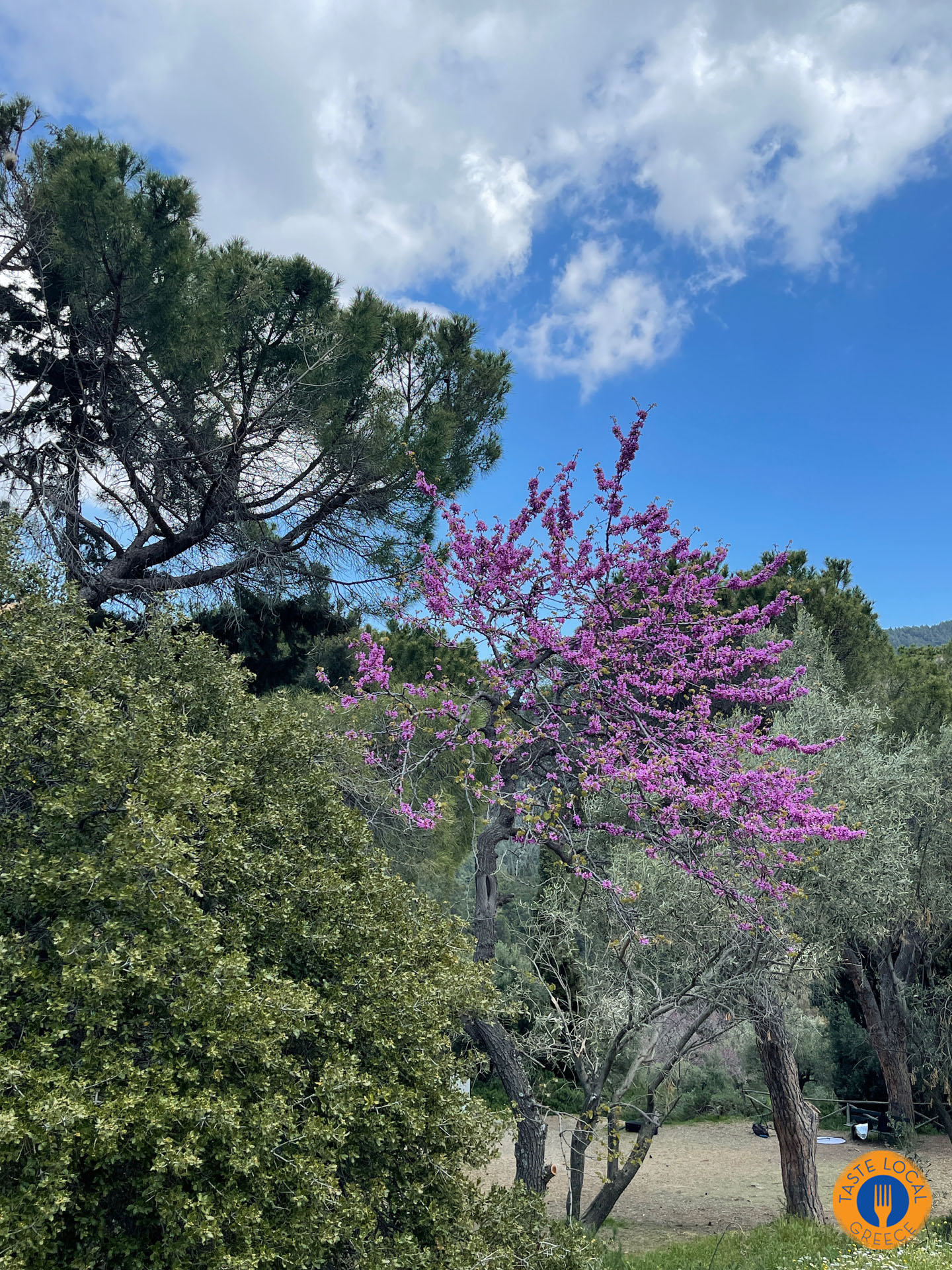 Υμηττός το οικογενειακό βουνό των Αθηναίων