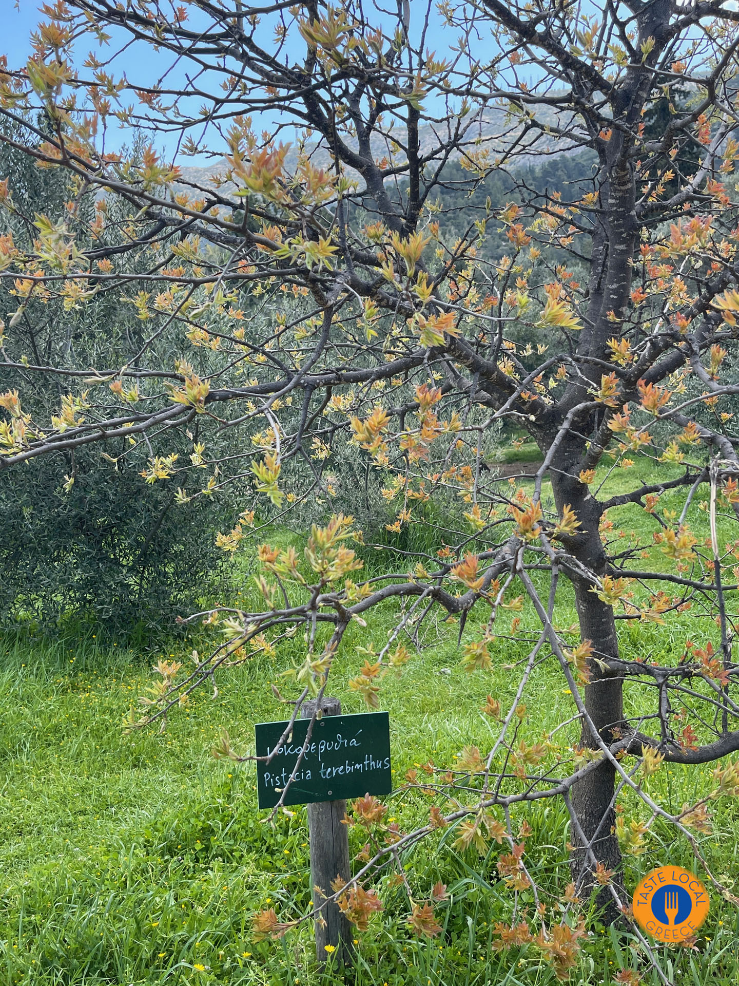 Το βοτανικό πάρκο στον Υμηττό