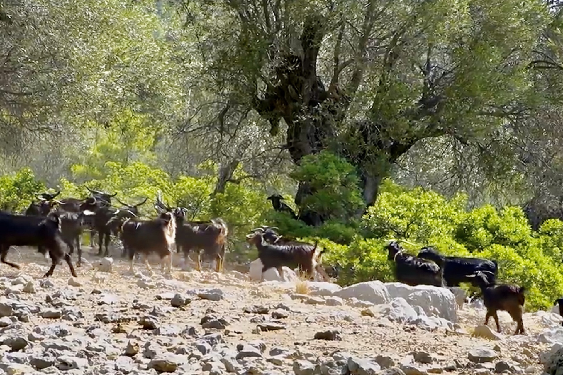 Τα κατσίκια στο βουνό